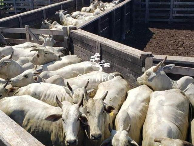Sítio e chácara venda em Região Geográfica Imediata de Barra do Garças, Nova Xavantina