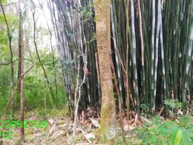 Sítio e chácara venda em Região Geográfica Imediata de Montenegro, Maratá
