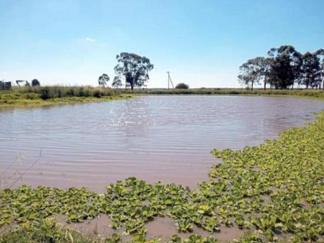 Sítio e chácara venda em Centro, Arambaré