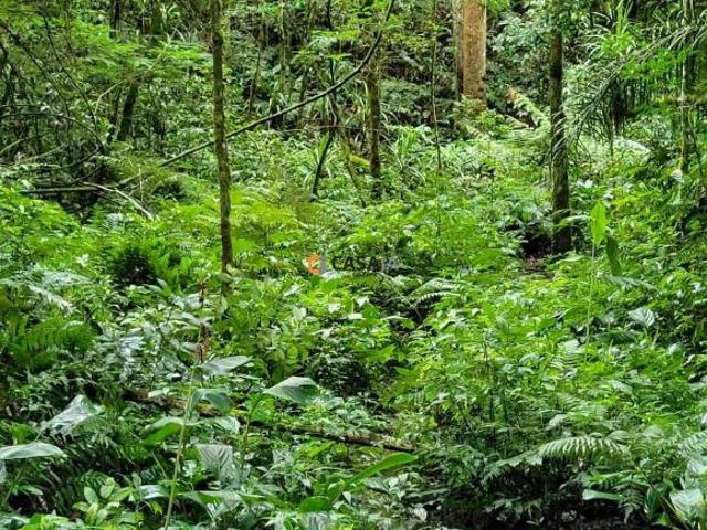 Sítio e chácara venda em Região Geográfica Imediata de Curitiba, Região Metropolitana de Curitiba