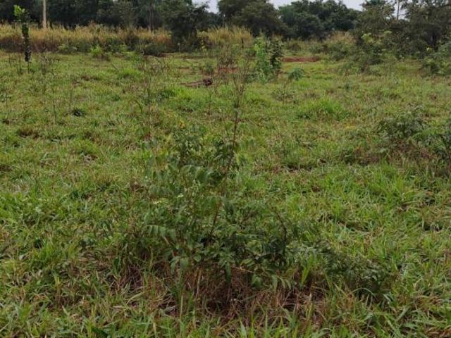 Sítio e chácara venda em Região Geográfica Imediata de Campo Grande, Sidrolândia