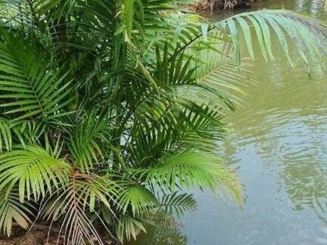 Sítio e chácara venda em Canhembora, Morretes