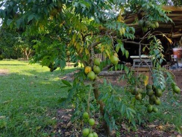 Sítio e chácara venda em Região Imediata de Catanduva, Pindorama