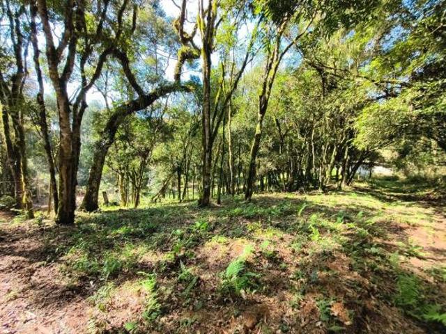 Sítio e chácara venda em Região Geográfica Imediata de Curitiba, Região Metropolitana de Curitiba