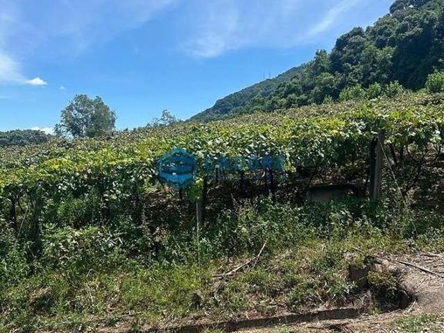 Sítio e chácara venda em Região Geográfica Imediata de Caxias do Sul, Caxias do Sul