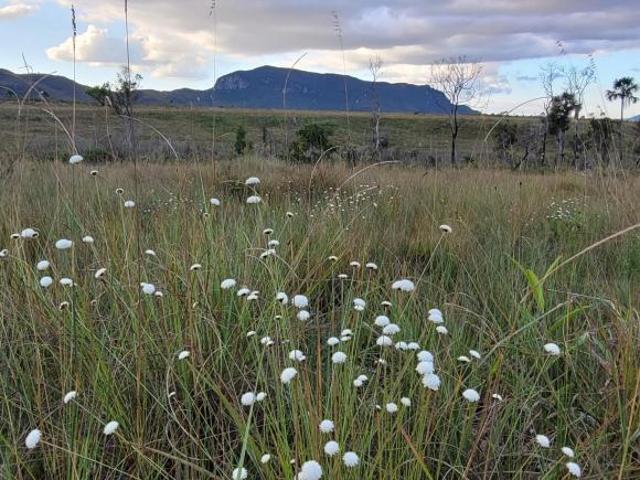 Sítio e chácara venda em Região Geográfica Imediata de Flores de Goiás, Alto Paraíso de Goiás