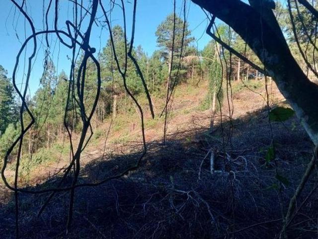 Sítio e chácara venda em Condomínio José Bonifácio, São Francisco de Paula