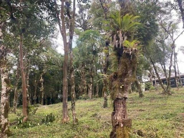 Sítio e chácara venda em Região Geográfica Imediata de Curitiba, Região Metropolitana de Curitiba