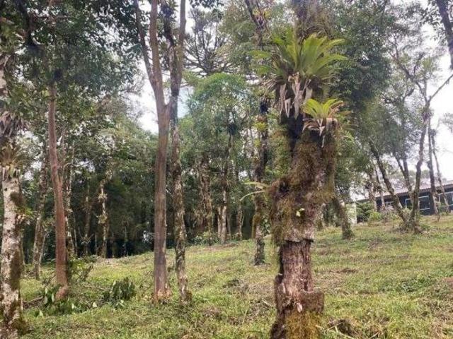 Sítio e chácara venda em Região Geográfica Imediata de Curitiba, Região Metropolitana de Curitiba