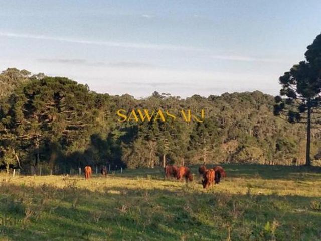 Sítio e chácara venda em São José dos Pinhais, Região Geográfica Intermediária de Curitiba