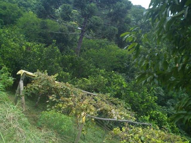 Sítio e chácara venda em Região Geográfica Imediata de Francisco Beltrão, Francisco Beltrão