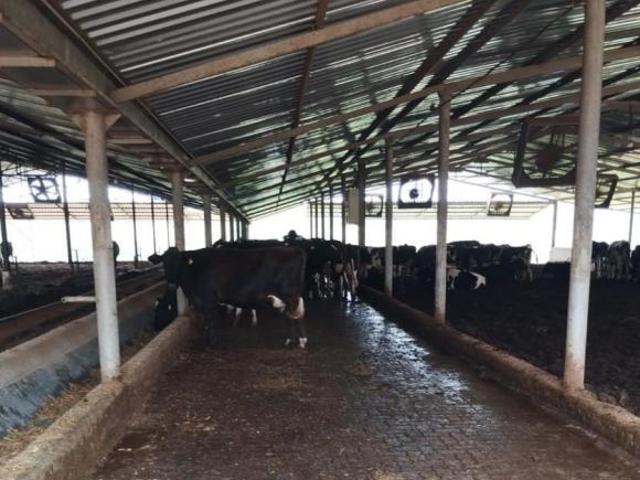 Sítio e chácara venda em São Gabriel da Palha