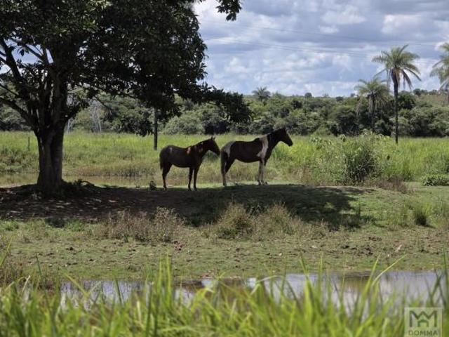 Sítio e chácara venda em Região Geográfica Imediata do Distrito Federal, Região Integrada de Desenvolvimento do Distrito Federal e Entorno