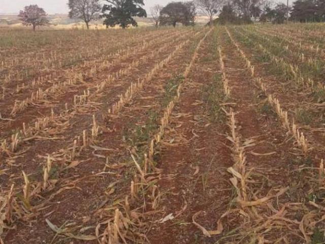 Sítio e chácara venda em Região Geográfica Imediata de Maringá, Astorga