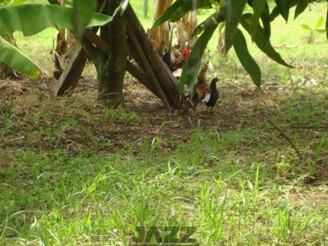 Sítio e chácara venda em Terras de Santa Rosa I e II, Salto