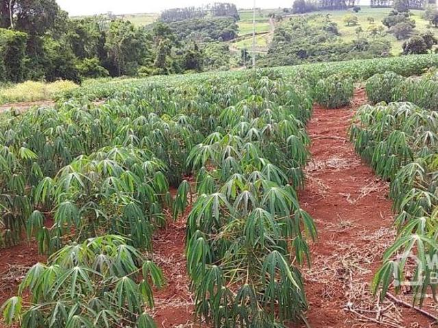 Sítio e chácara venda em Região Geográfica Imediata de Santo Antônio da Platina, Cambará