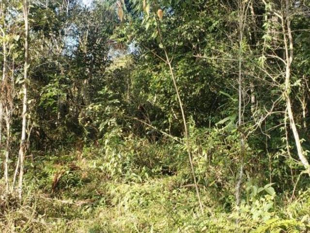 Sítio e chácara venda em Região Geográfica Imediata de Curitiba, Região Metropolitana de Curitiba