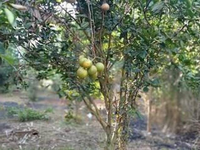 Sítio e chácara venda em Pedra Bonita, Região Sudeste