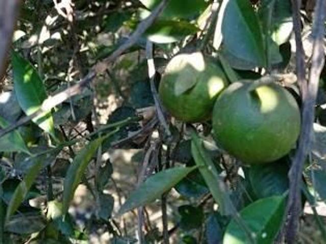 Sítio e chácara venda em Região Geográfica Imediata de Ipatinga, Antônio Dias