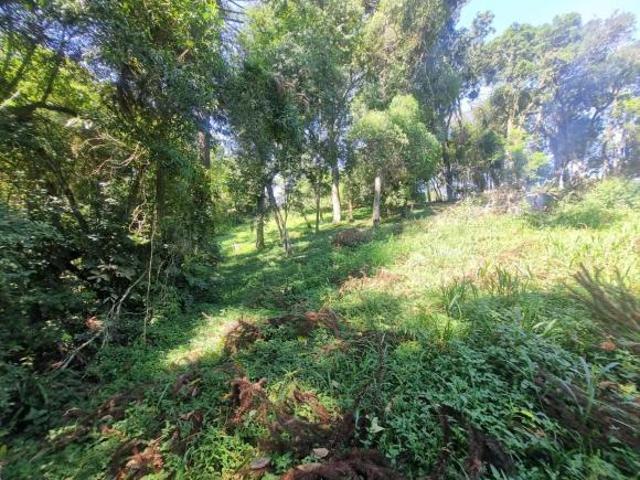 Sítio e chácara venda em Araucária, Região Geográfica Intermediária de Curitiba
