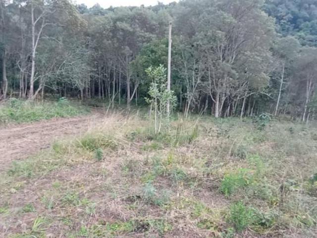Sítio e chácara venda em Região Geográfica Imediata de Irati, Irati