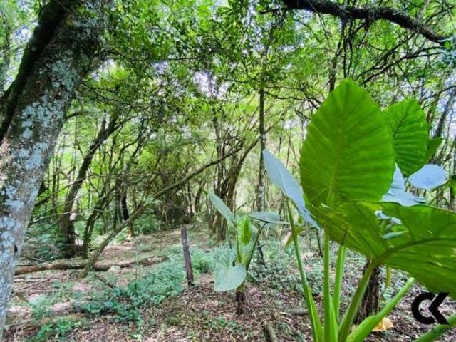 Sítio e chácara venda em Centro, Itaara