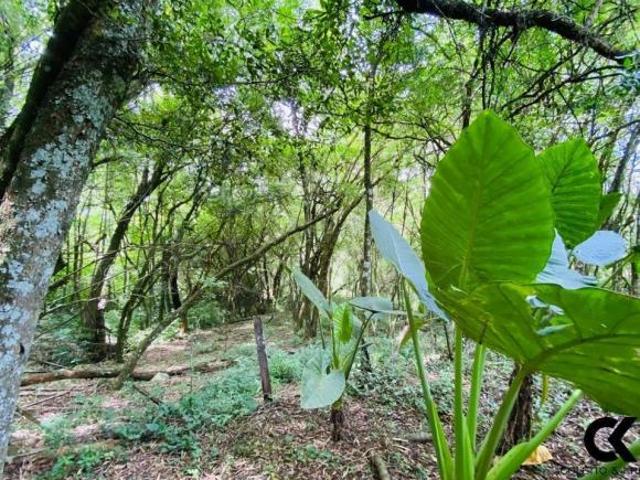 Sítio e chácara venda em Região Geográfica Imediata de Santa Maria, Itaara