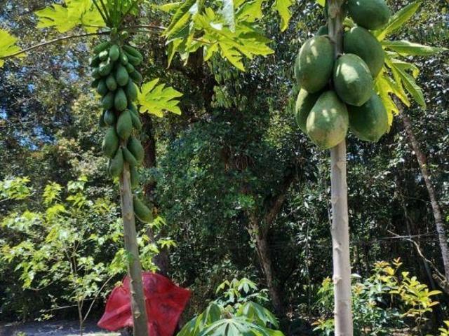 Sítio e chácara venda em Região Imediata de Santos, Região Metropolitana da Baixada Santista