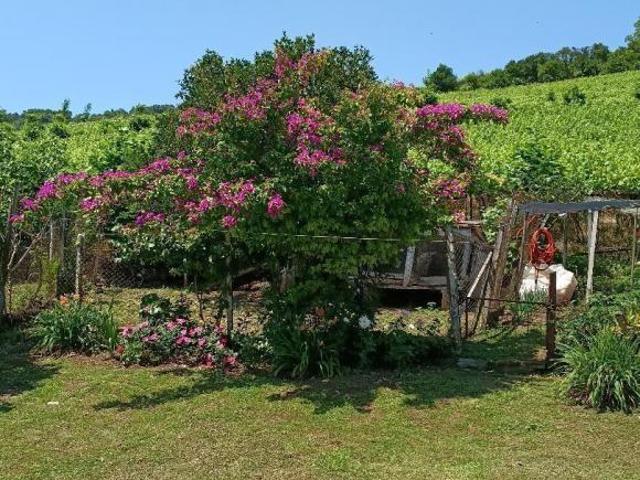 Sítio e chácara venda em Bento Gonçalves