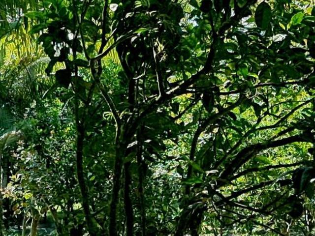 Sítio e chácara venda em Praia do Leste, Pontal do Paraná
