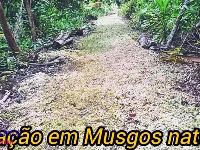 Sítio e chácara venda em Praia do Leste, Pontal do Paraná