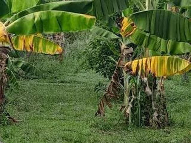 Sítio e chácara venda em Região Imediata de Ribeirão Preto, Região Metropolitana de Ribeirão Preto