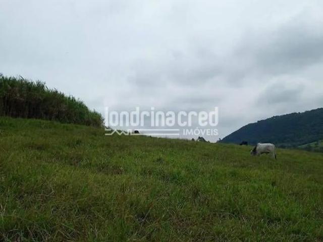 Sítio e chácara venda em Região Geográfica Imediata de Londrina, Tamarana