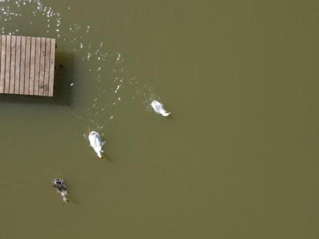 Sítio e chácara venda em Torres