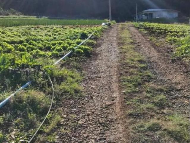 Sítio e chácara venda em Jordão, Guarapuava