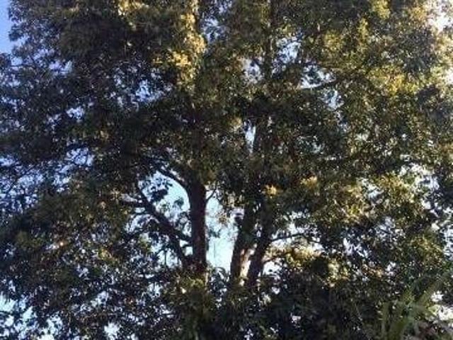 Sítio e chácara venda em Capim Azedo, Ibiúna