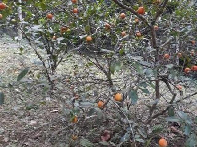 Sítio e chácara venda em Região Imediata de São Paulo, Região Metropolitana de São Paulo