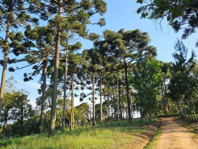 Terreno venda em Guajuvira, Araucária