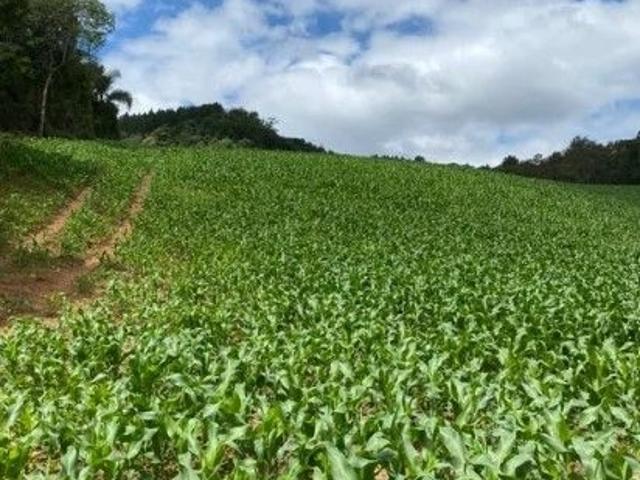 Sítio e chácara venda em Região Geográfica Imediata de Curitiba, Região Metropolitana de Curitiba