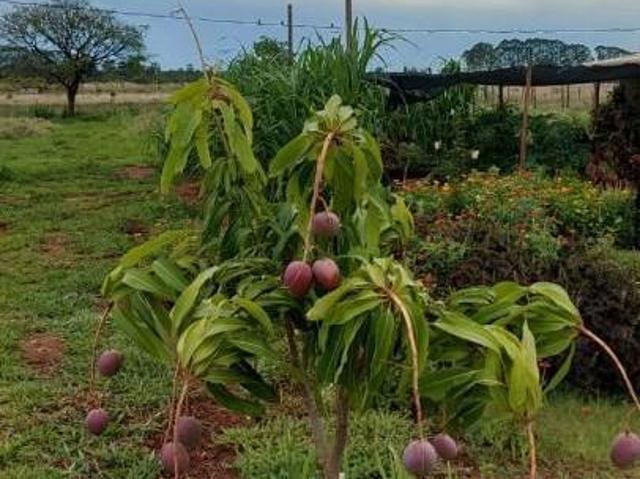 Sítio e chácara venda em Região Geográfica Imediata de Iturama, Iturama