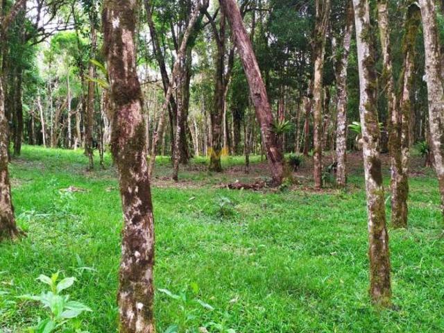 Sítio e chácara venda em Região Geográfica Imediata de Curitiba, Região Metropolitana de Curitiba