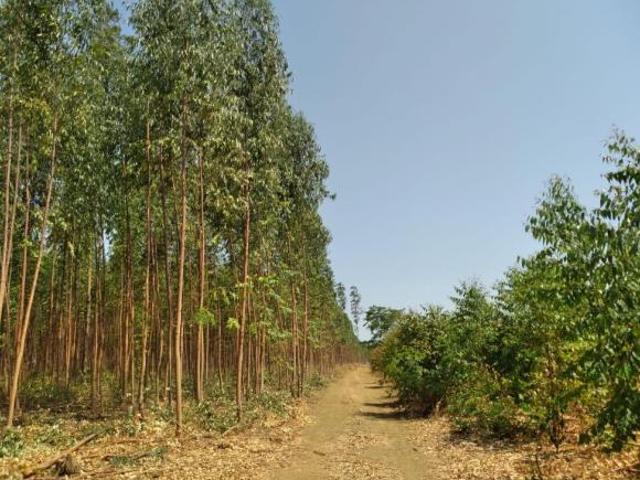 Sítio e chácara venda em Região Geográfica Imediata de Luziânia, Região Integrada de Desenvolvimento do Distrito Federal e Entorno