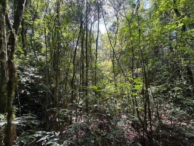 Sítio e chácara venda em Região Geográfica Imediata de Curitiba, Região Metropolitana de Curitiba