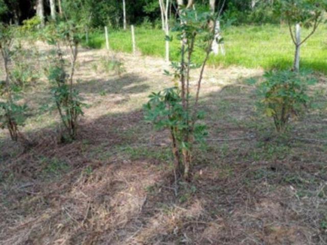 Sítio e chácara venda em Ibiúna, Ibiuna