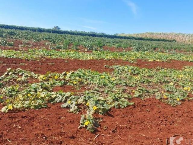 Sítio e chácara venda em Região Geográfica Imediata de Uberlândia, Indianópolis