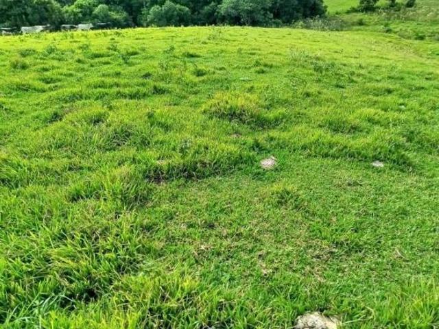 Sítio e chácara venda em Região Geográfica Imediata de Santo Antônio da Platina, Santo Antônio da Platina