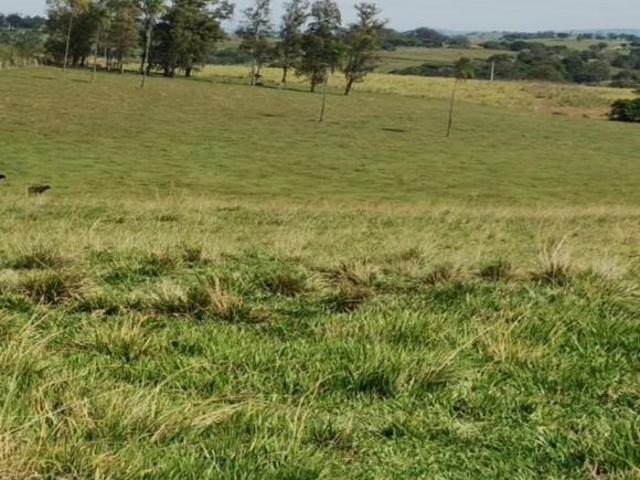Sítio e chácara venda em Região Geográfica Imediata de Santo Antônio da Platina, Santo Antônio da Platina