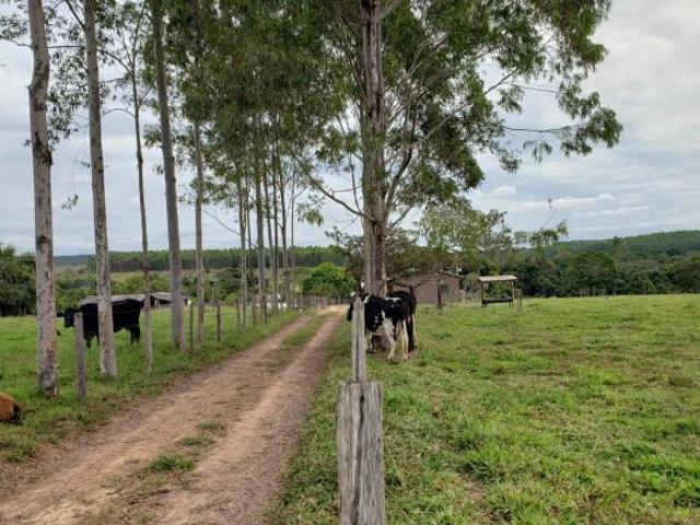 Sítio e chácara venda em Região Geográfica Imediata de Anápolis, Região Integrada de Desenvolvimento do Distrito Federal e Entorno
