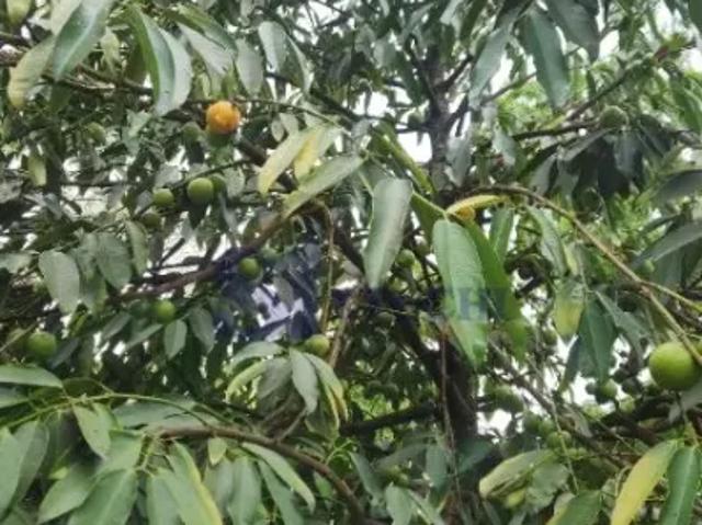 Fazenda venda em Região Imediata de Araraquara, Araraquara