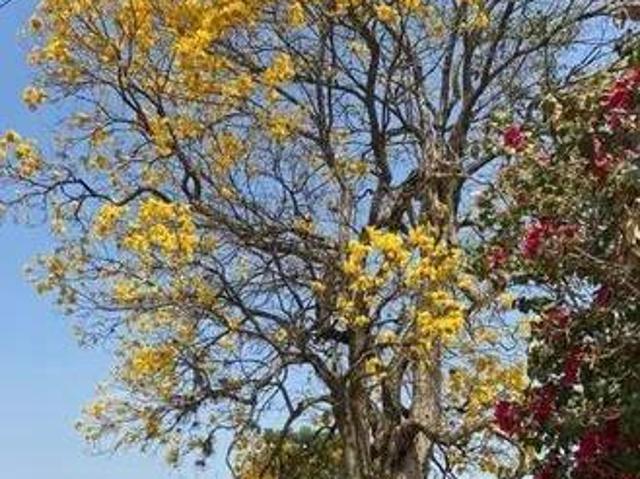 Sítio e chácara venda em Região Imediata de Campinas, Região Metropolitana de Campinas